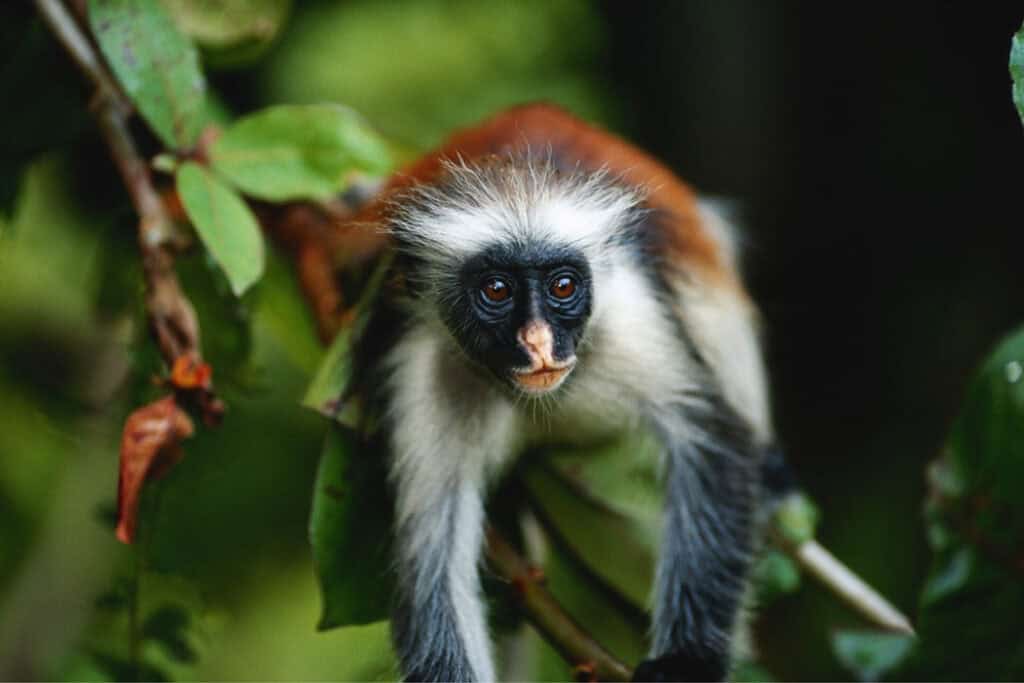 Fun things to see in Zanzibar? The red colobus monkeys.