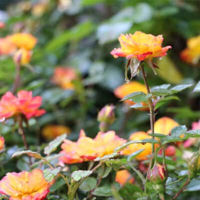 The most beautiful gardens in the world