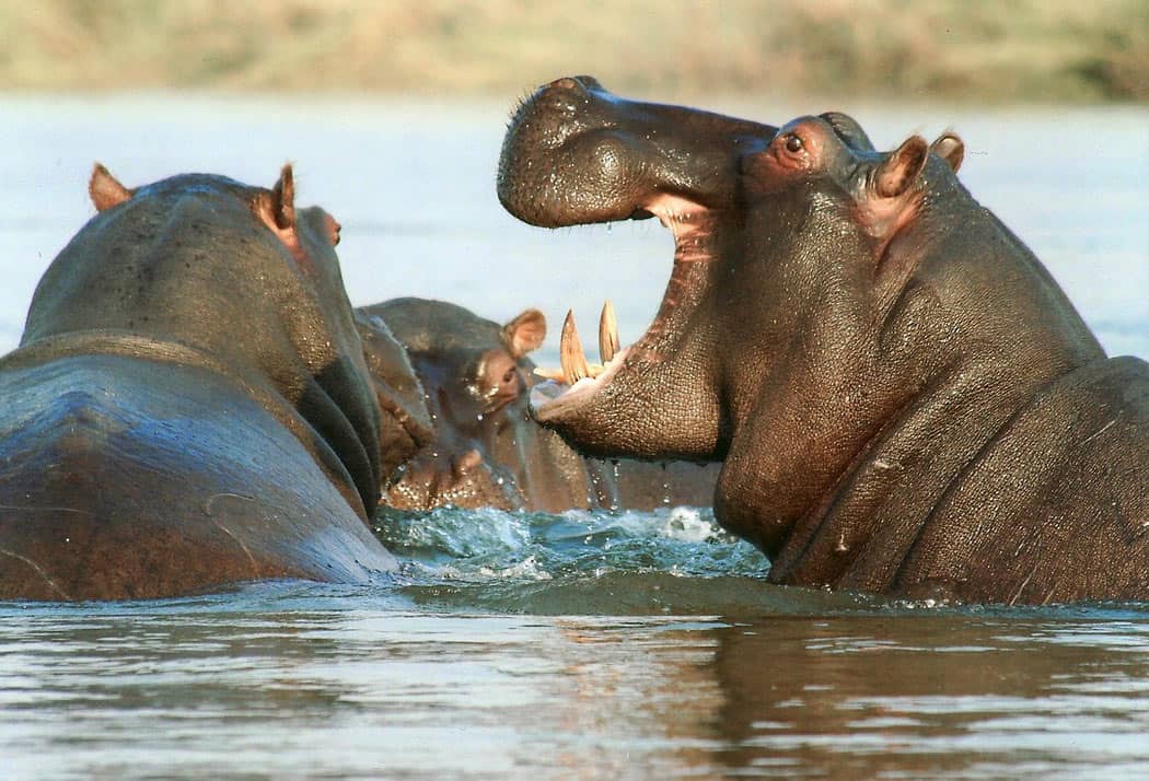 You see lots of hippos on a Zambia safari!