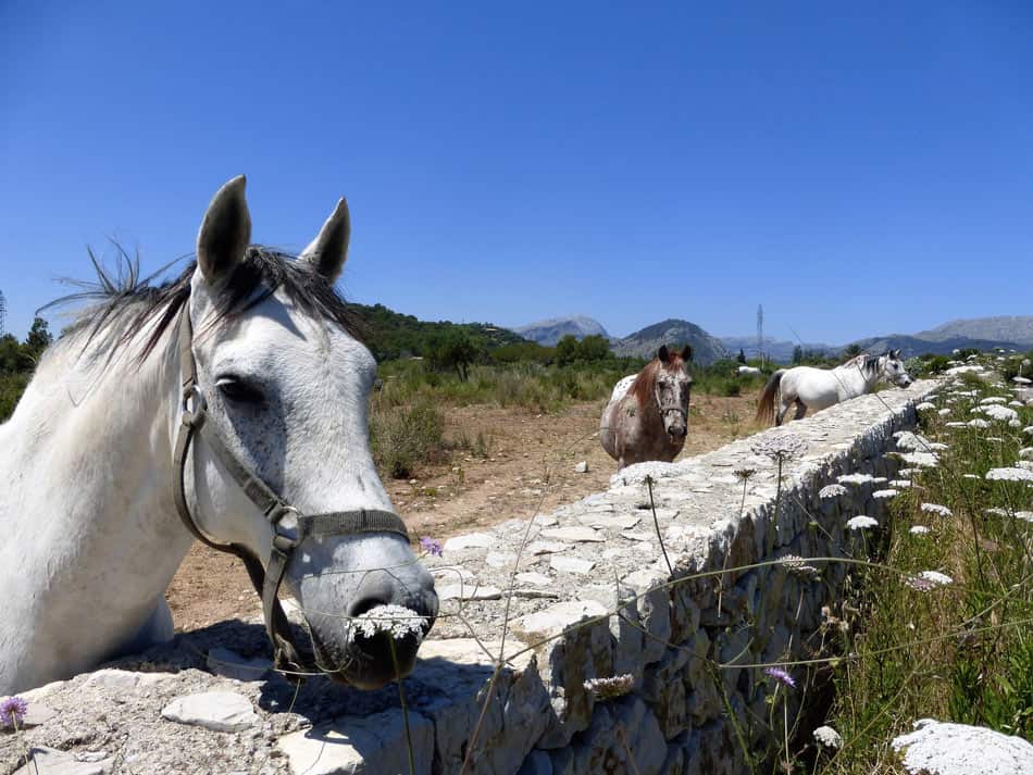 Cavalgar em Maiorca é outra actividade que os visitantes podem desfrutar