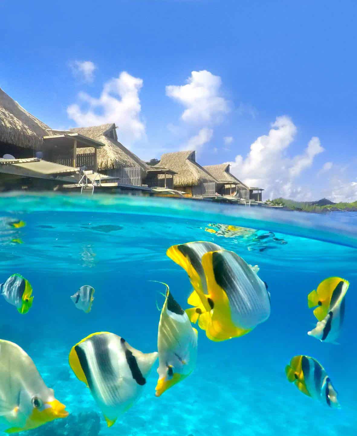 Yellow and black butterfly fish