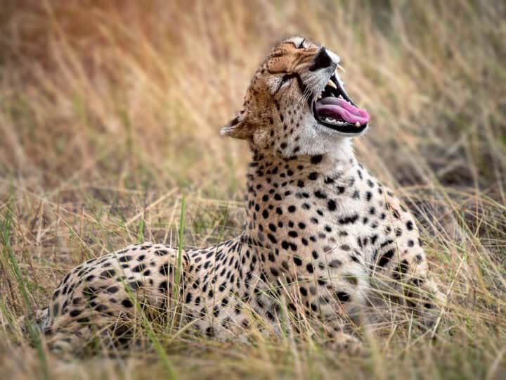 Luxury Africa travel guide and safari planner