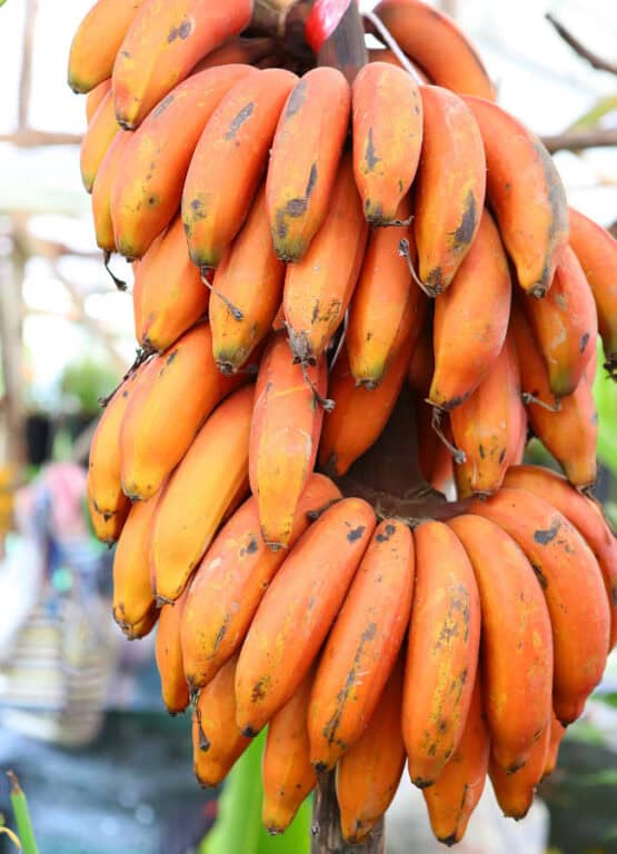 Delicious Fruit in Hawaii? Taste These 25 Fruits! Sand In My Suitcase