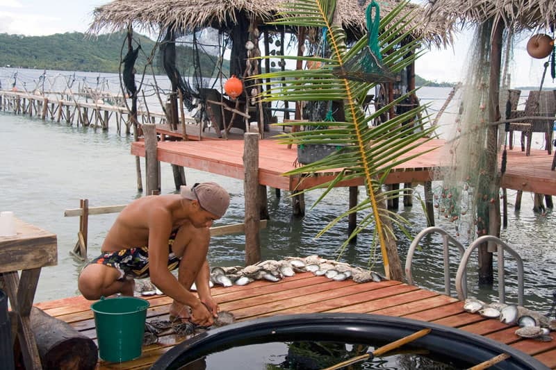 Cleaning oysters at a black pearl farm in Tahiti