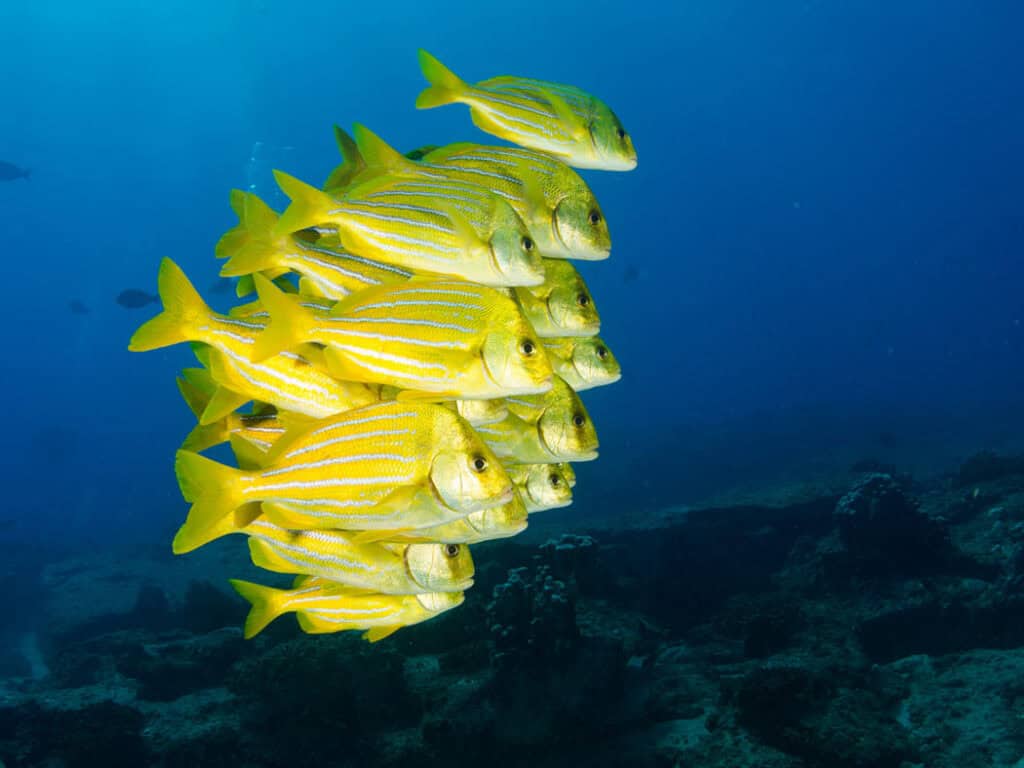 Cabo Pulmo National Park Travel Guide Play + Stay Sand In My Suitcase