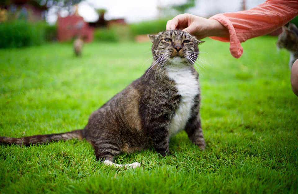 Lanai Cat Sanctuary