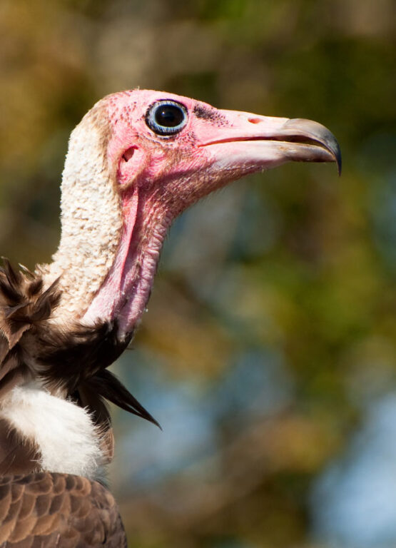Watch the Exciting Victoria Falls Vulture Feeding! Sand In My Suitcase