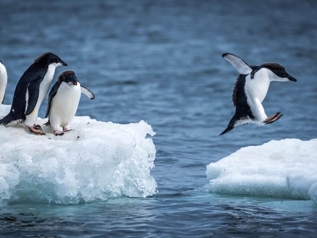 Chilling With 7 Types of Penguins in Antarctica