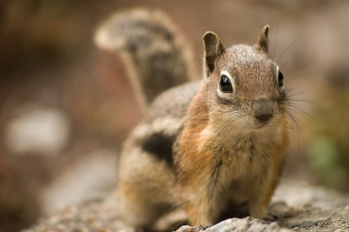 Chipmunk