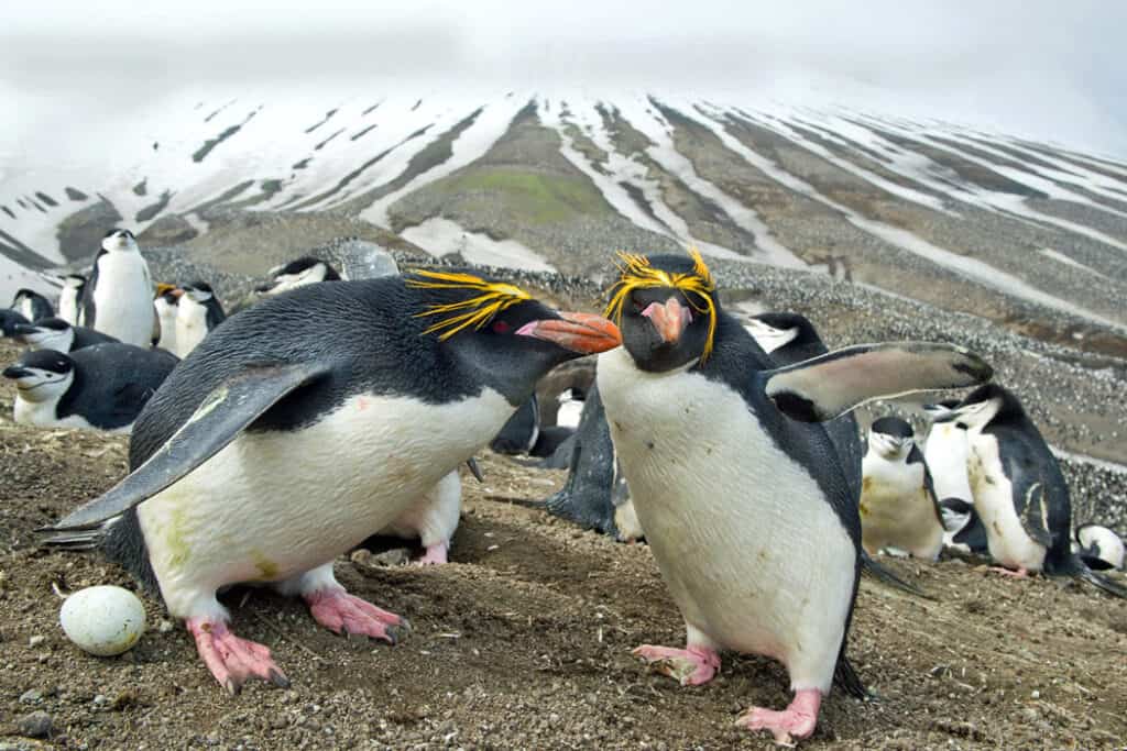 Chilling With 7 Types of Penguins in Antarctica | Sand In My Suitcase