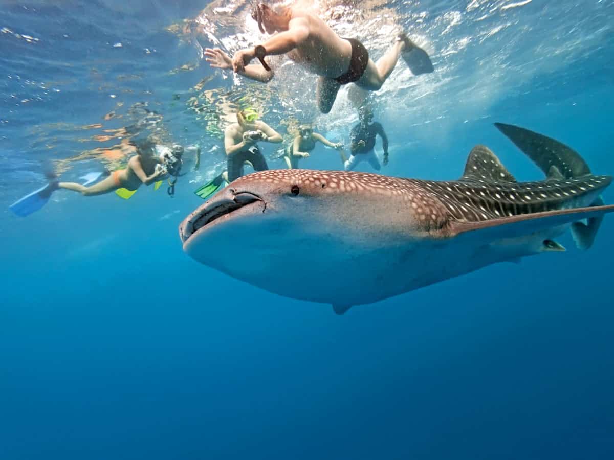 la paz whale shark snorkeling tour