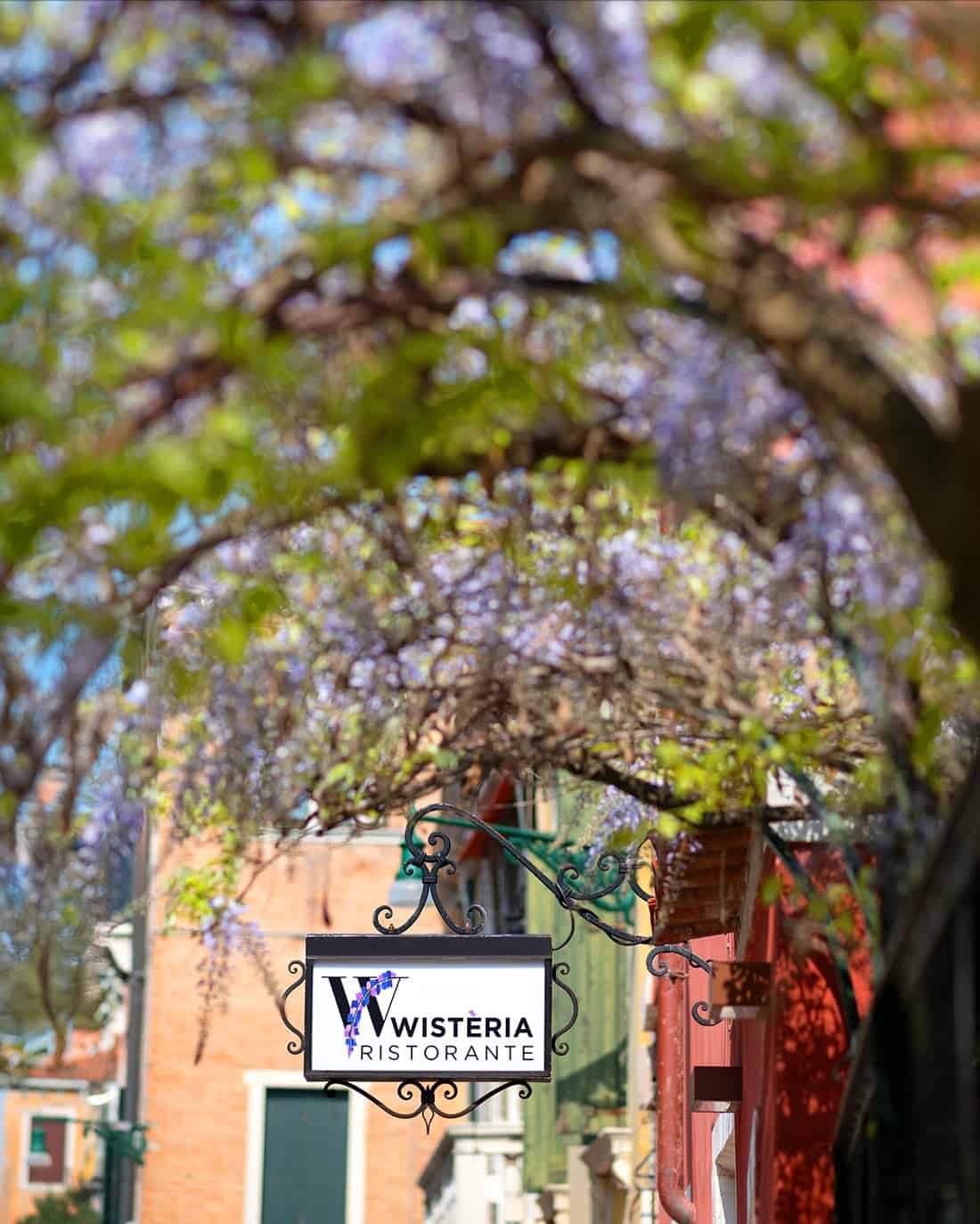 Purple wisteria form an arch over the entrance to Wisteria Restaurant in Venice