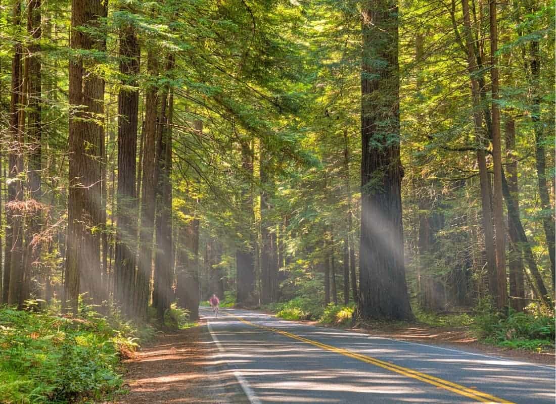Along with the Big Sur, the famous Avenue of the Giants is one of the most scenic stretches of highway in Northern California.