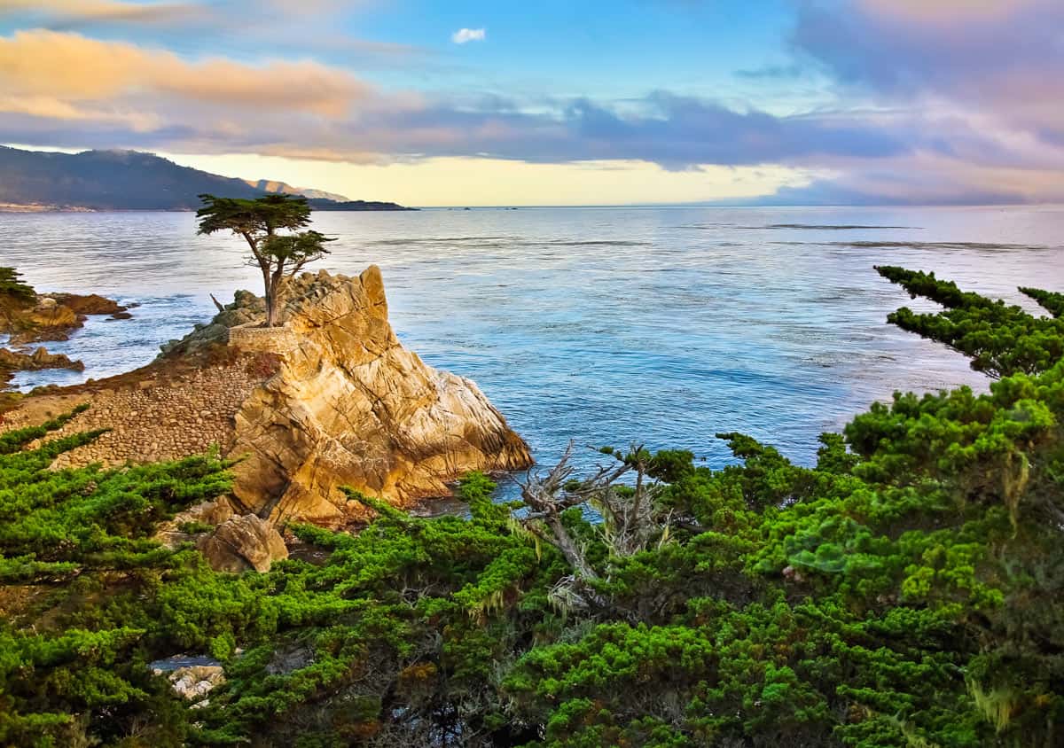 Lone Cypress Tree in Pebble Beach, California