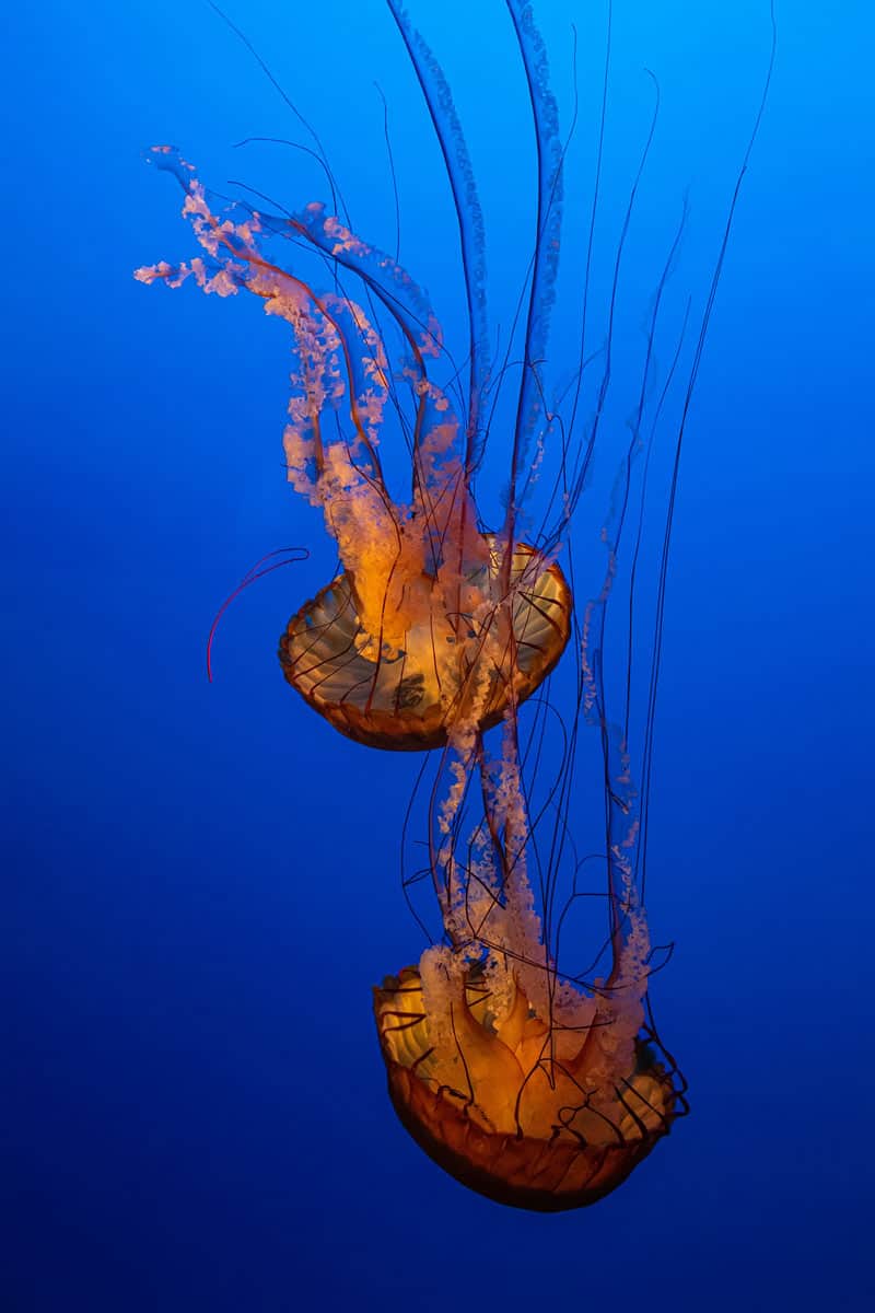 Ethereal-looking jellies show off their beauty at the Monterey Bay Aquarium