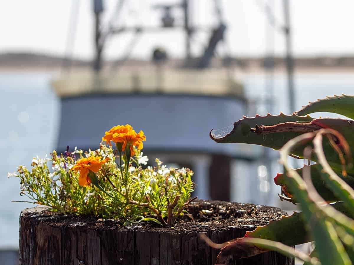 A real fishing town, Morro Bay is the perfect place to slow down and enjoy its unspoiled oceanside setting.