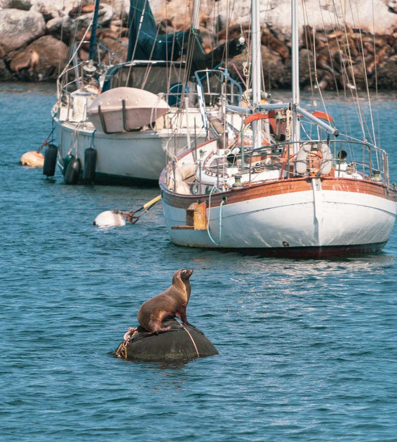 Home to millionaire yachts, yummy seafood restaurants, whales and the mother of all aquariums, Monterey is one of the best seaside towns in Northern California.