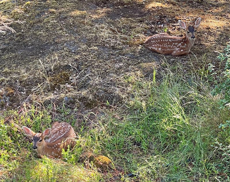 Two spotted fawns in Victoria, BC