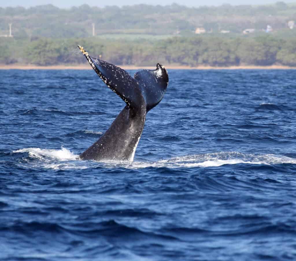 31 Most Romantic Things to Do in Maui for Couples Sand In My Suitcase