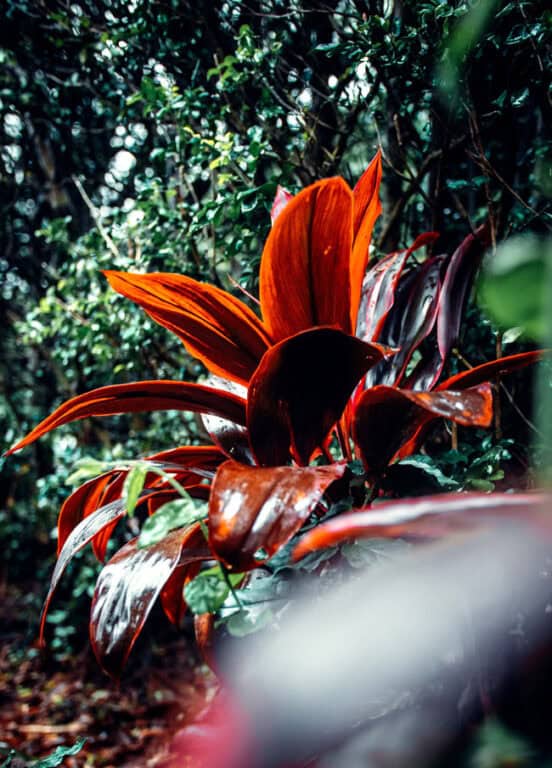 5 Beautiful Botanical Gardens in Kauai You Must See!