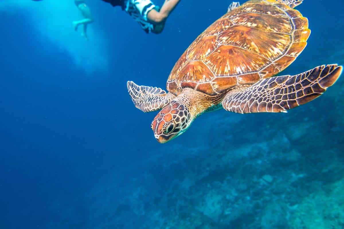 Sea turtle underwater