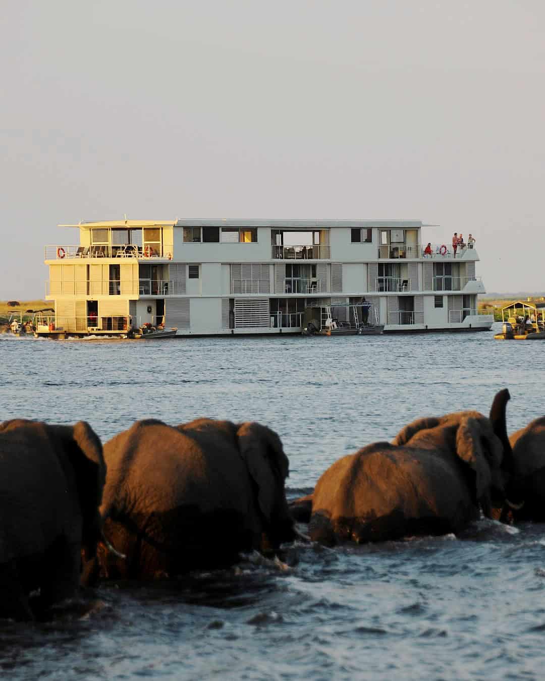 Elephants bathing by the Zambezi Queen houseboat