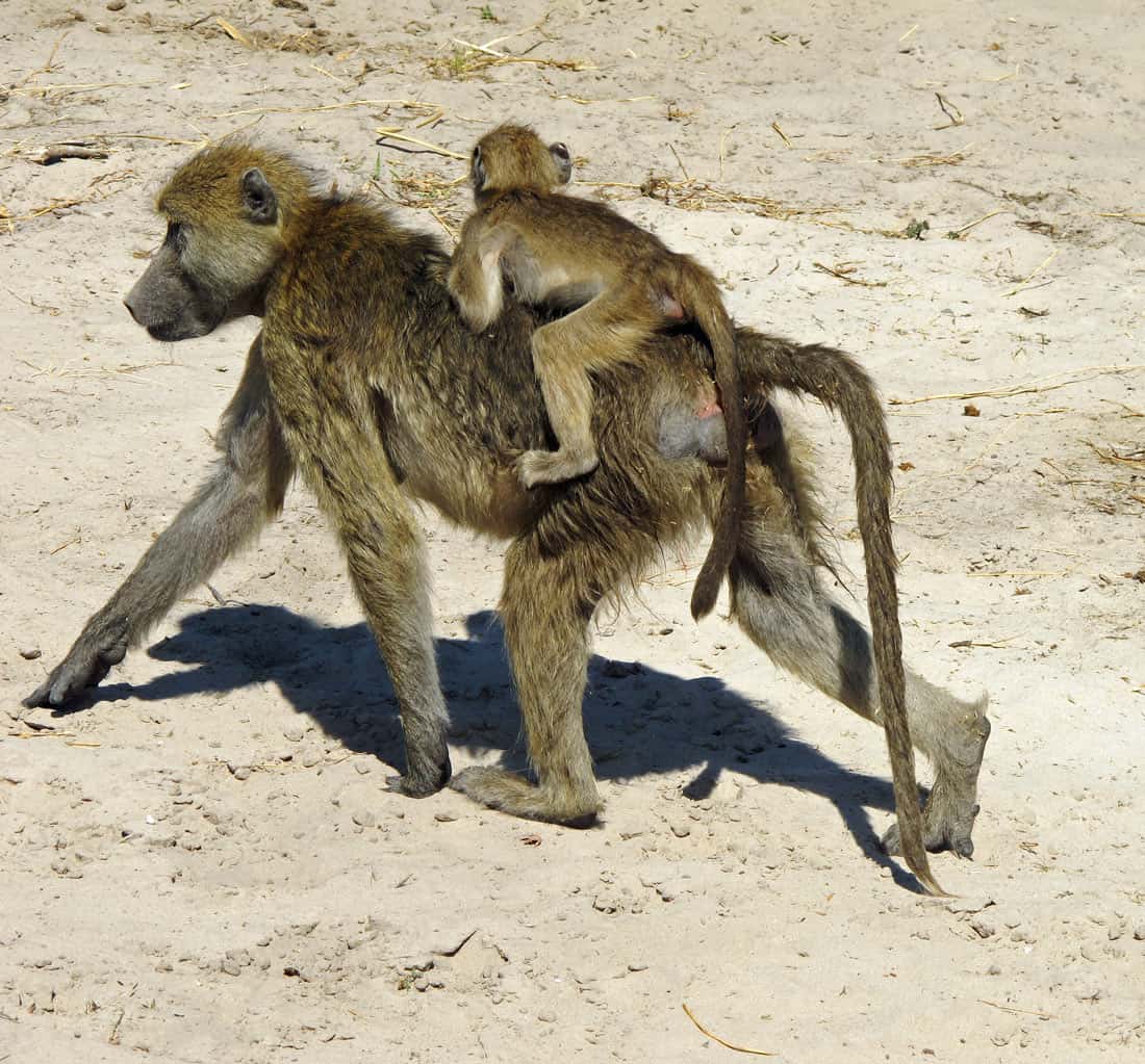 Mother and baby monkey in Chobe National Park