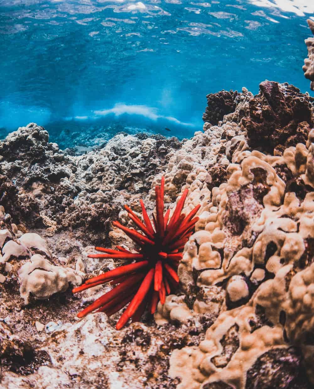 Red sea star