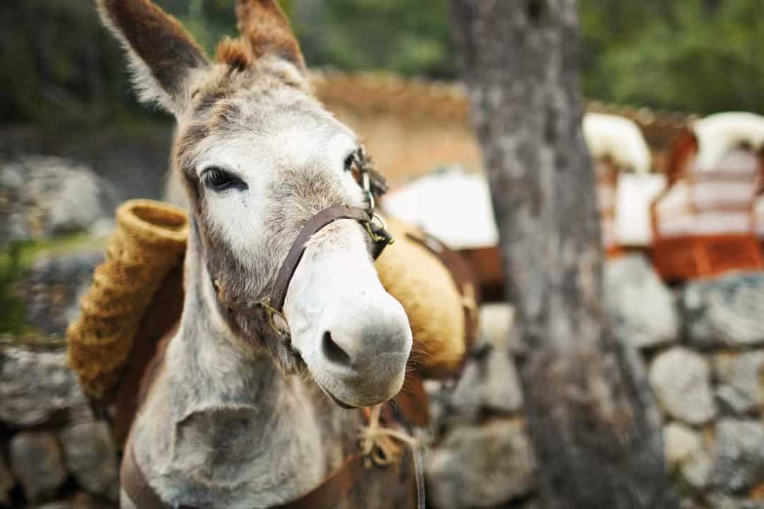 Donkey picnic at Belmond Deia in Mallorca
