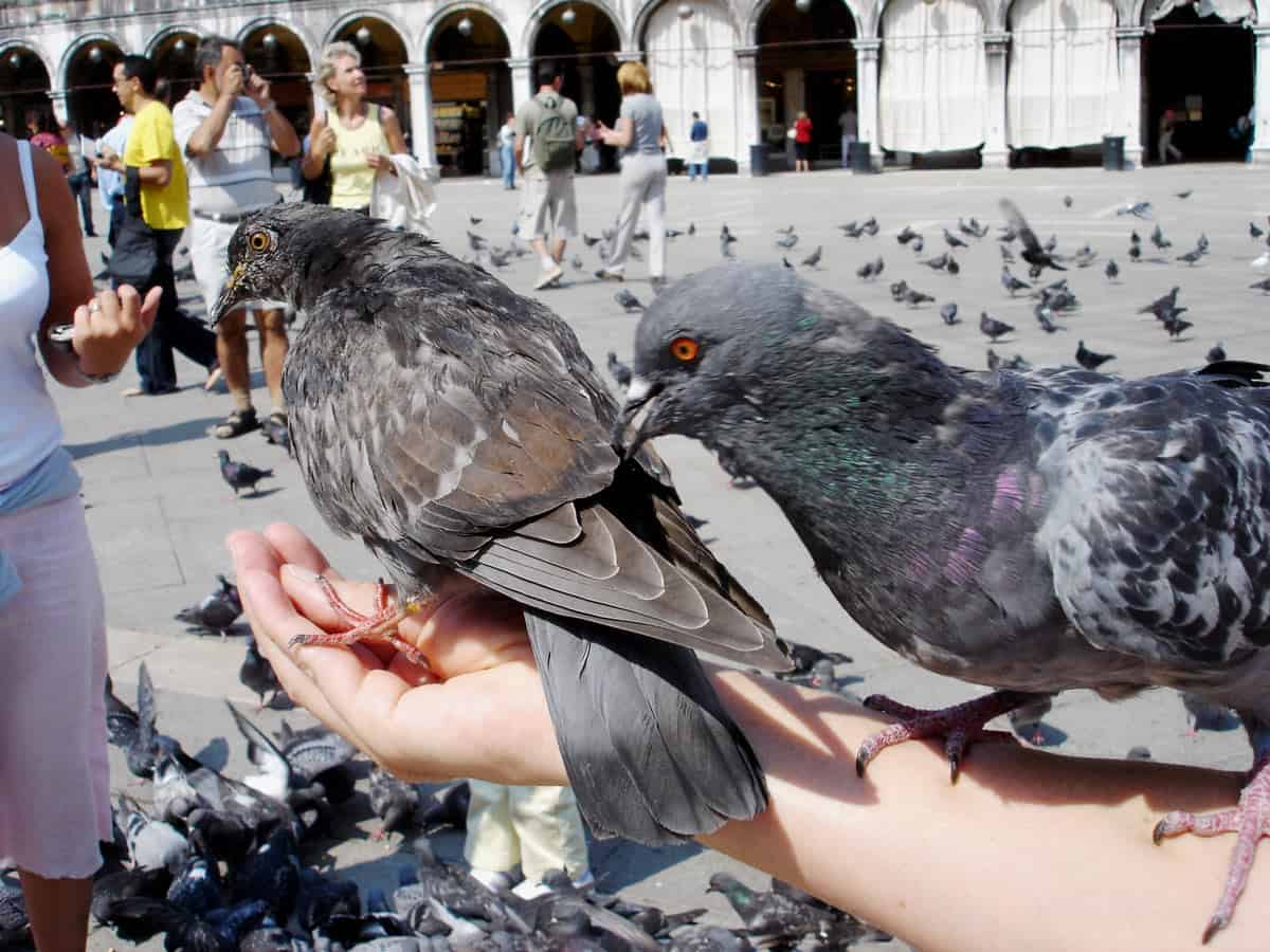 Pigeons in St. Mark's Square feeding from a woman's hand