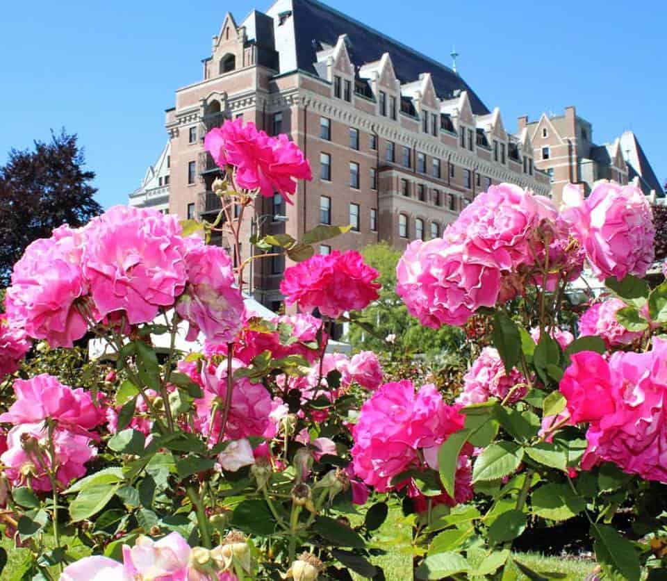 Roses bloom outside Victoria's Empress Hotel.