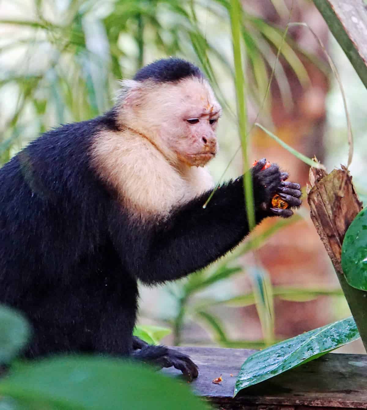 Monkey on Bocas del Toro