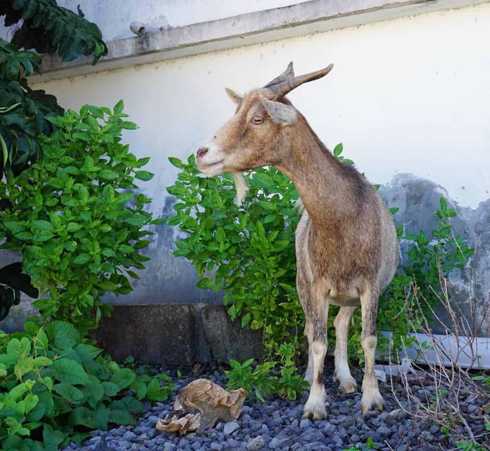 Goat on Terre de Haut