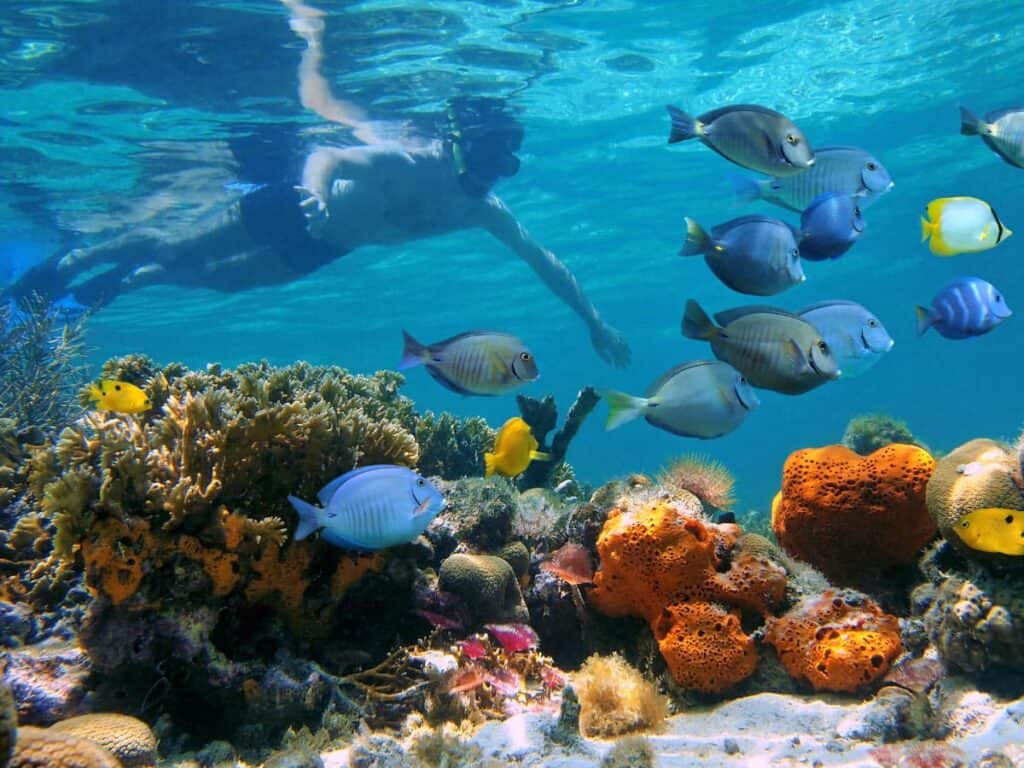 Snorkeling in Bocas del Toro