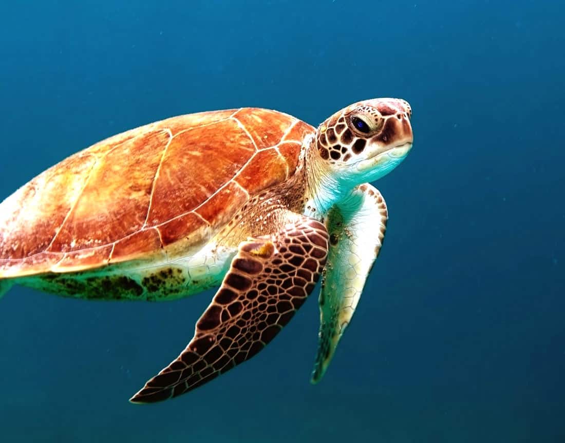 Sea turtle in Barbados
