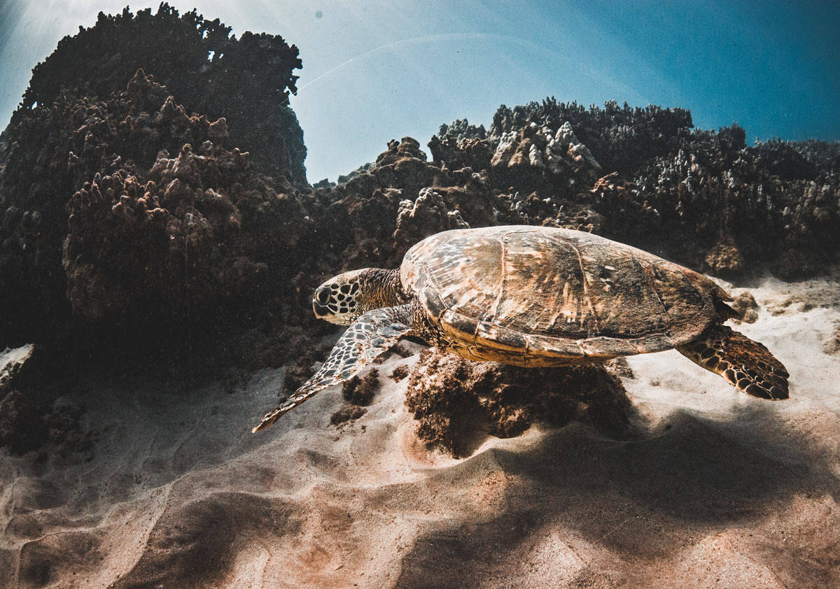 Hawaiian green sea turtle