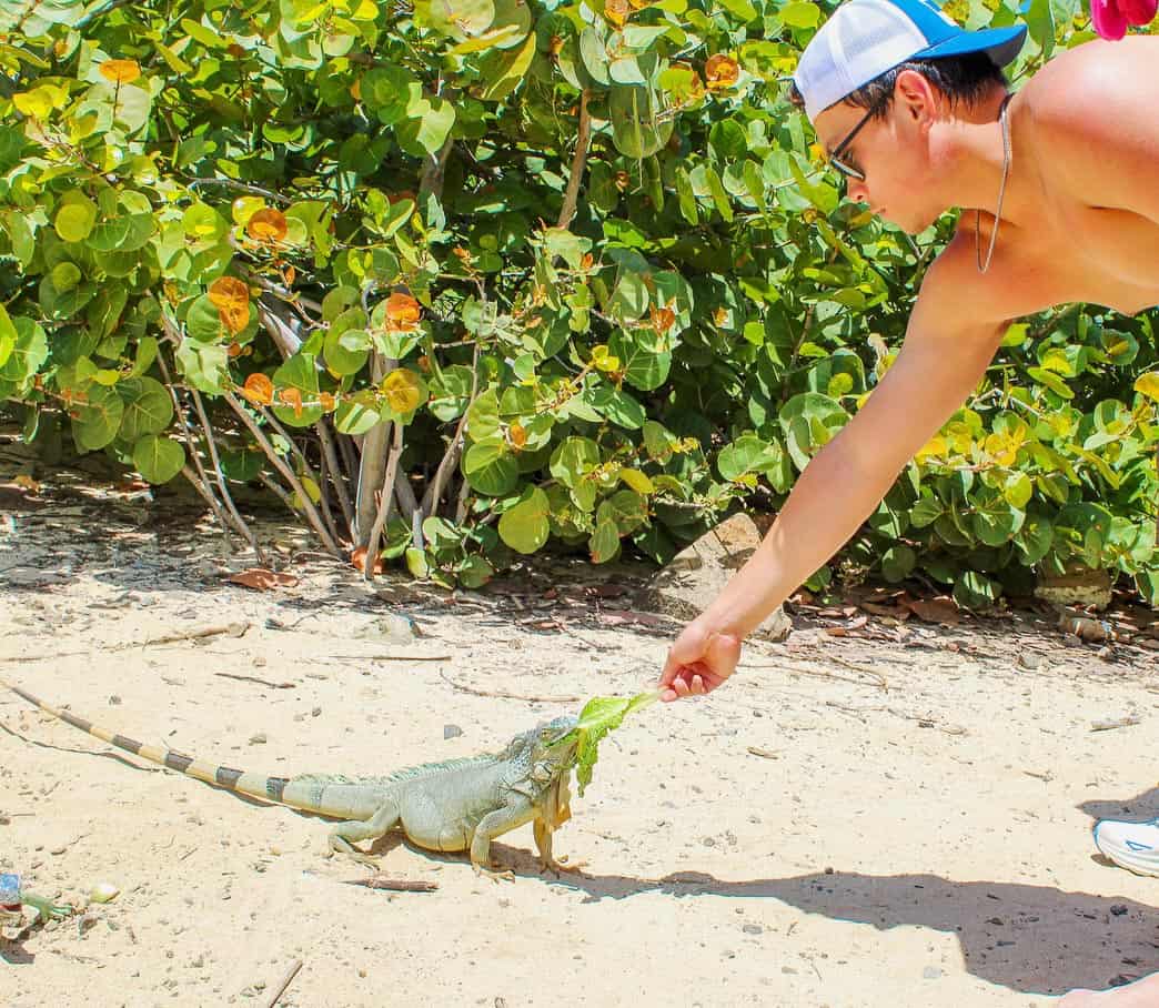 Feeding iguana at Pinel Island