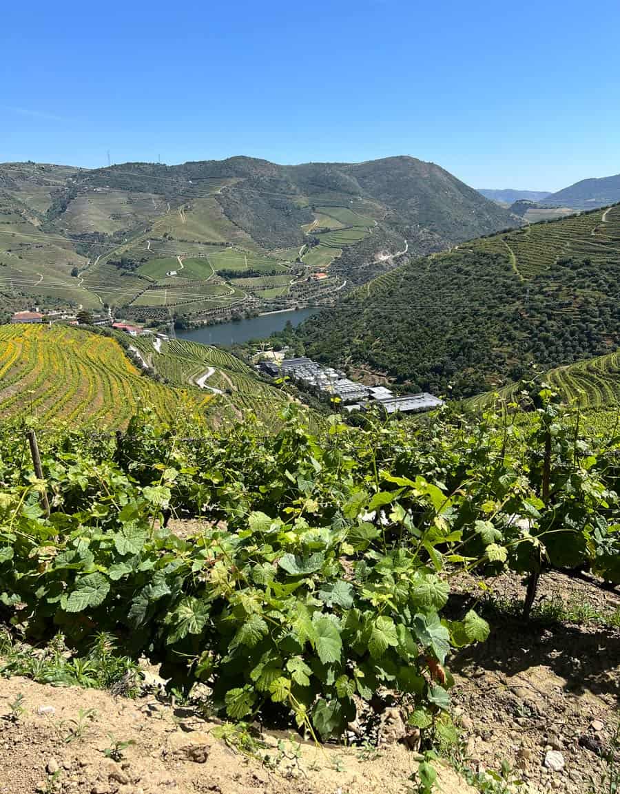 Douro Valley vineyards