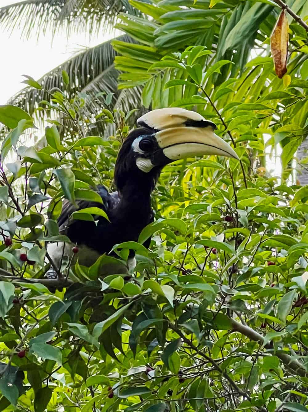 Hornbilled bird with yellow beak at Rayavadee
