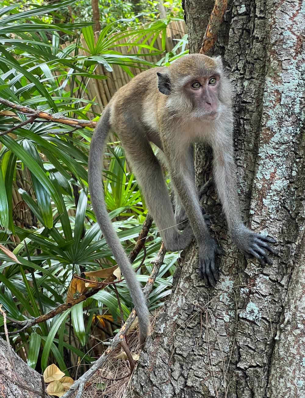Monkey in the trees at Rayavadee