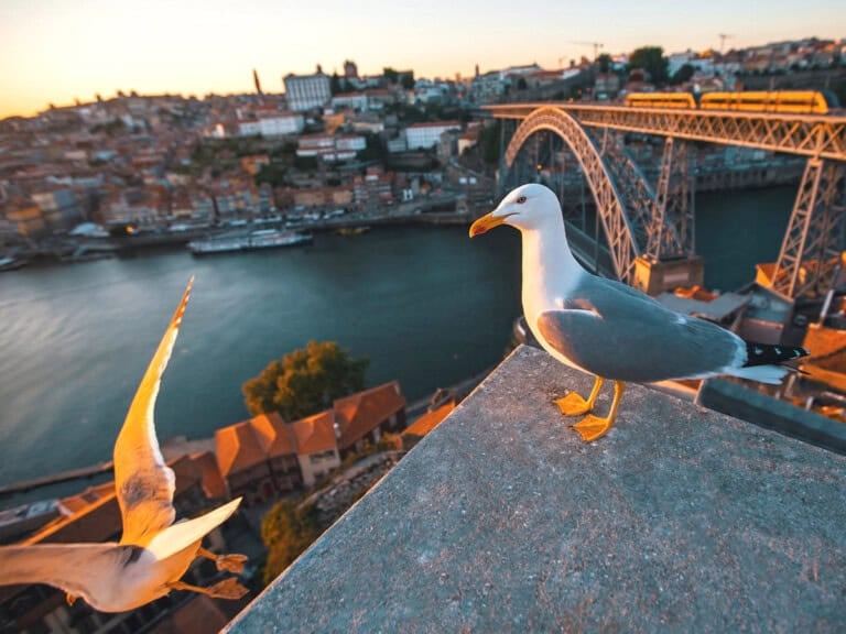 How to Avoid the Crowds in Porto
