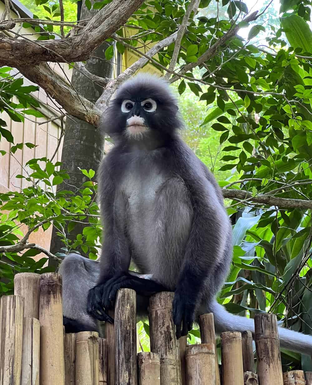 Black Spectacled Langur with white-ringed eyes