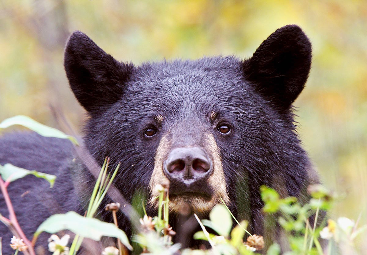 Black bear in BC