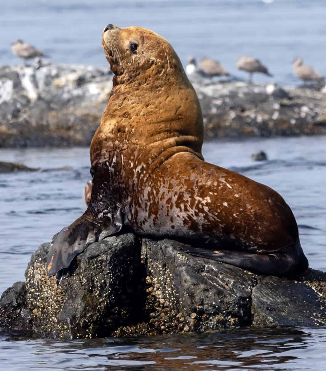 Big sea lion at Race Rocks