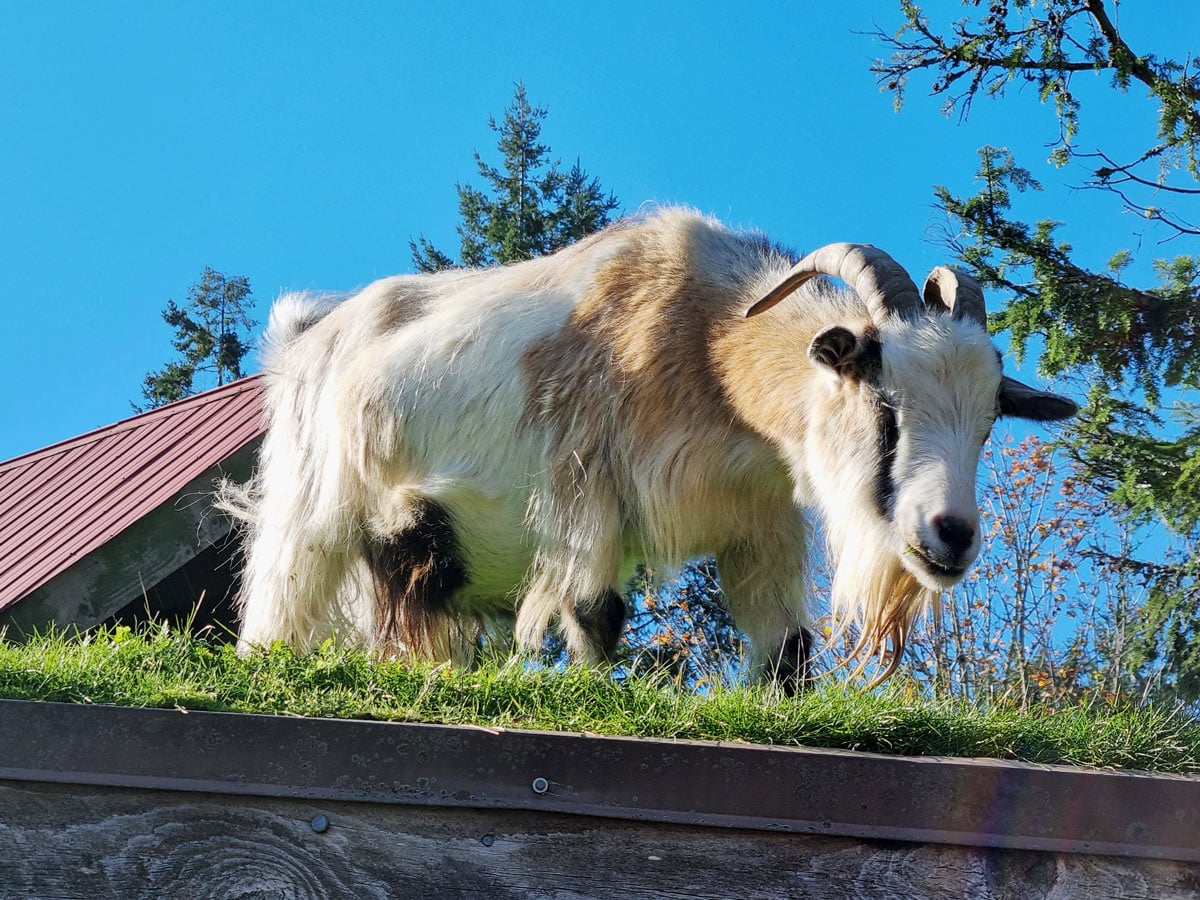 Goat on the roof in Coombs, BC