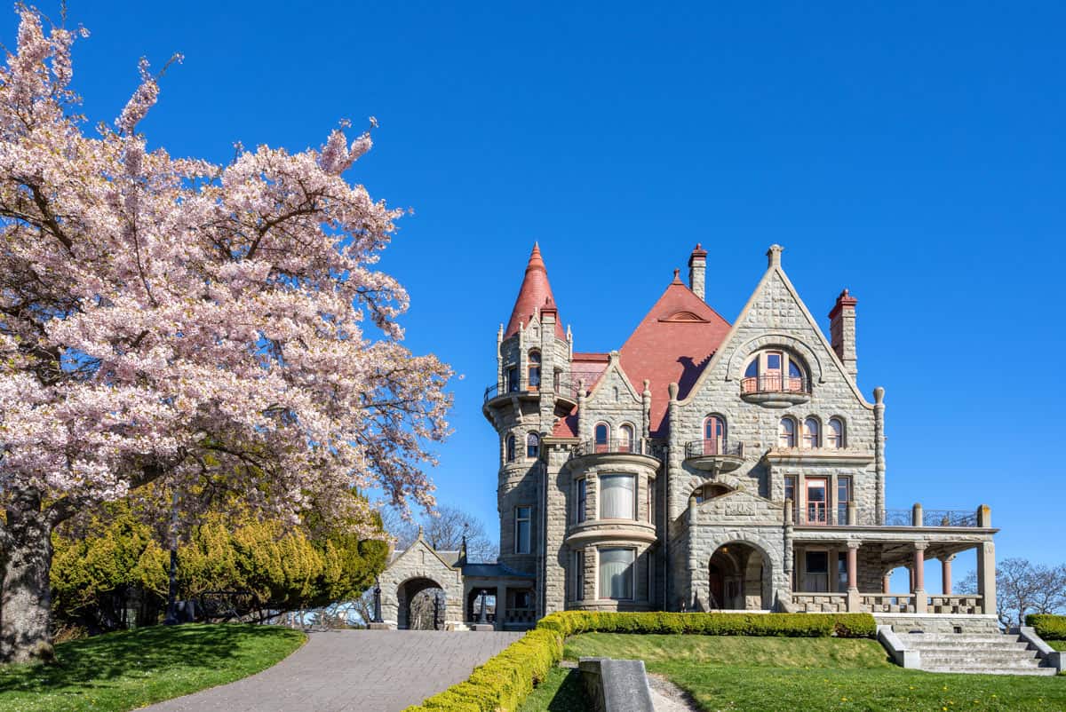 Cherry blossoms and turrets – Craigdarroch Castle looking straight out of a fairytale