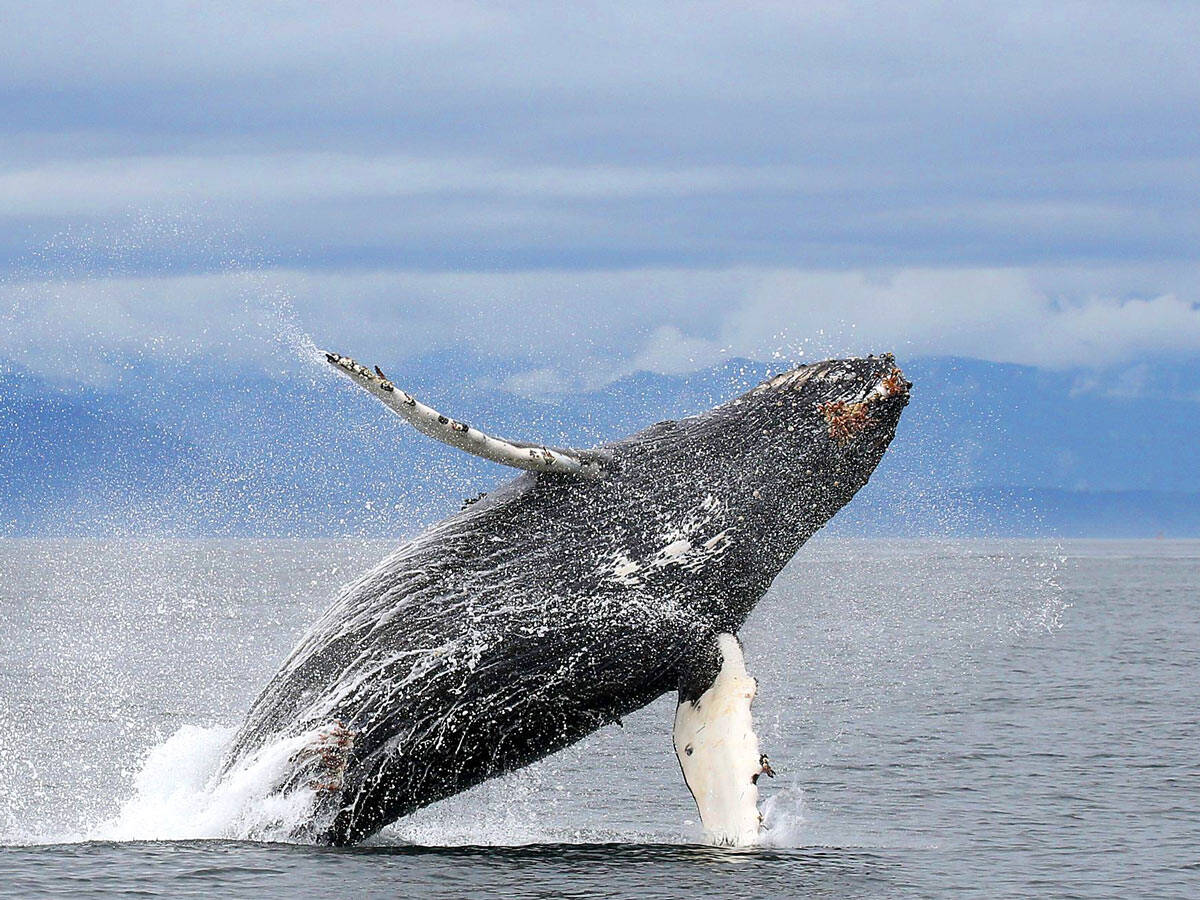 Best whale watching tour in Victoria, BC