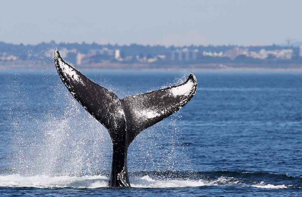 Black and white humpback whale tail