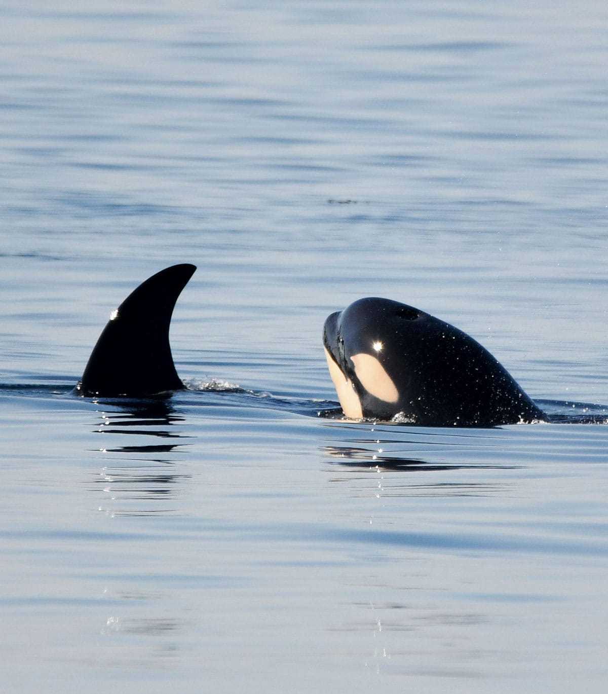 Baby orca