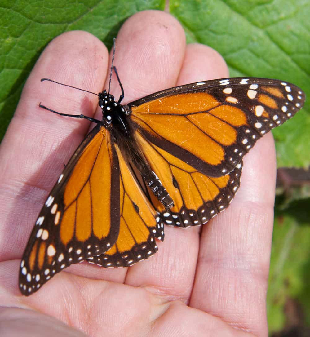 Orange and black Monarch butterfly in Morelia